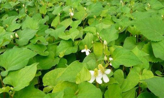 新鲜的鱼腥草煮水喝降火效果最好,那么怎么煮