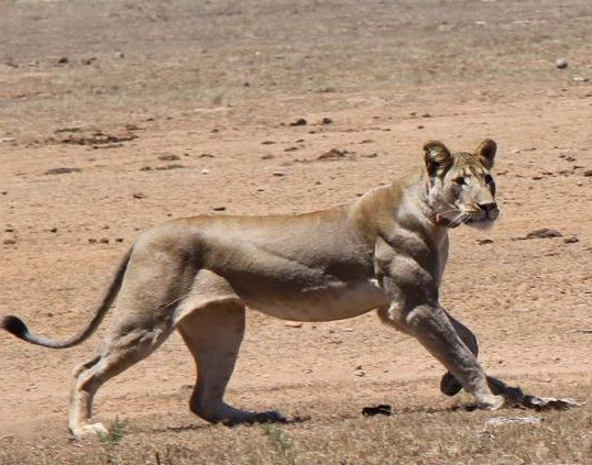 逆天的运动达人,这些动物肌肉照爆红,袋鼠都有六块腹肌了
