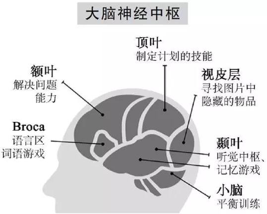 大脑具备六个认知领域
