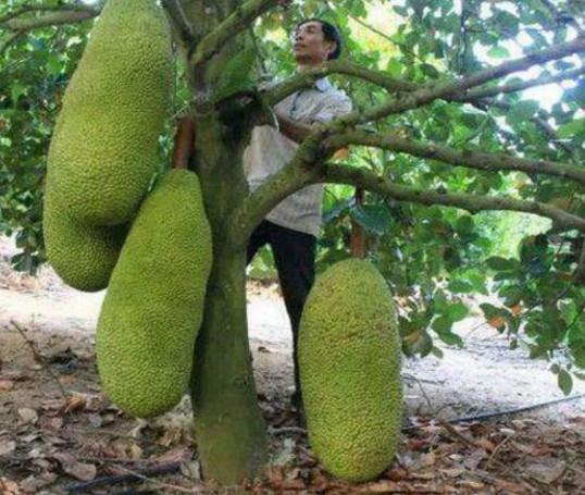 南方这种长在树上的"菠萝蜜"许久才结果, 比人重