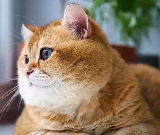 橘猫这种多肉动物究竟可以胖到什么程度?看完让我大开眼界!