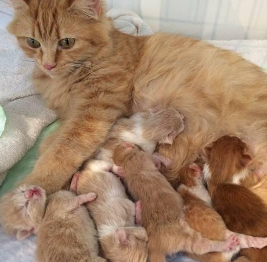 橘猫怀孕2月生了6只小奶猫 主人一只没送 网友 一看就是土豪!