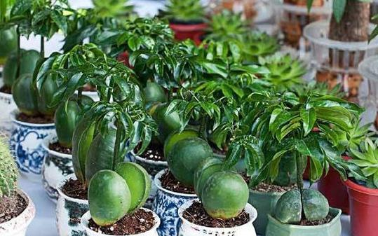 别再养绿萝吊兰了,这种植物种子泡水里就发芽