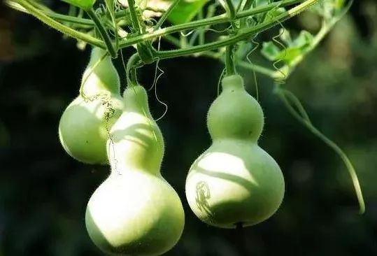 阳台种1棵葫芦,1根藤上挂了7个娃,细腰大肚惹