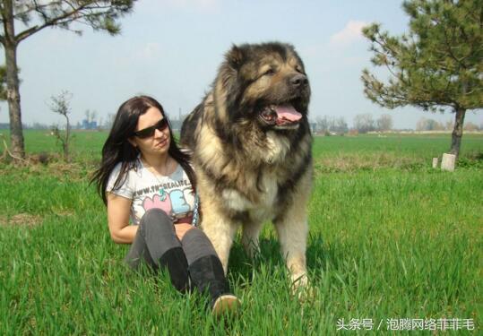 世界10大禁养犬,日本狗,不叫,直接咬人!