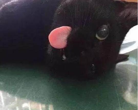 去了宠物医院,医生给猫咪打了一针麻醉,不一会猫咪突然舌头伸了出来