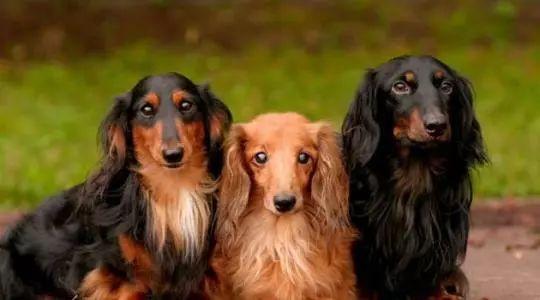 长毛腊肠犬图片_纵览新闻