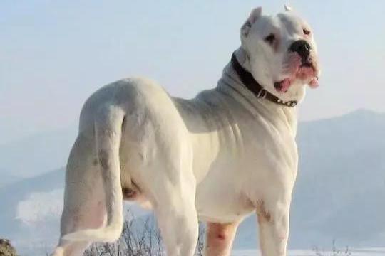 真的干货,教你怎么给狗狗喂药,狗狗肯定会老老