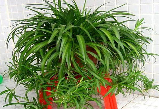 不用买营养土,花盆里放这几样中的任一一样废