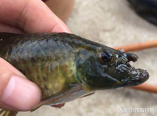 长相这么恐怖的鱼居然有人告诉我是吃素的? 钓
