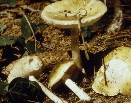 世界上最毒的真菌, 名叫死亡帽, 只需要一口就