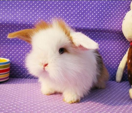 了解兔子的生活习性,帮助它们健康成长