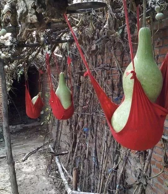 阳台种1棵葫芦,1根藤上挂了7个娃,细腰大肚惹