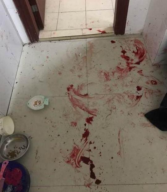 主人回到家中看见地上全是血,找到猫咪的时候主人好后悔!