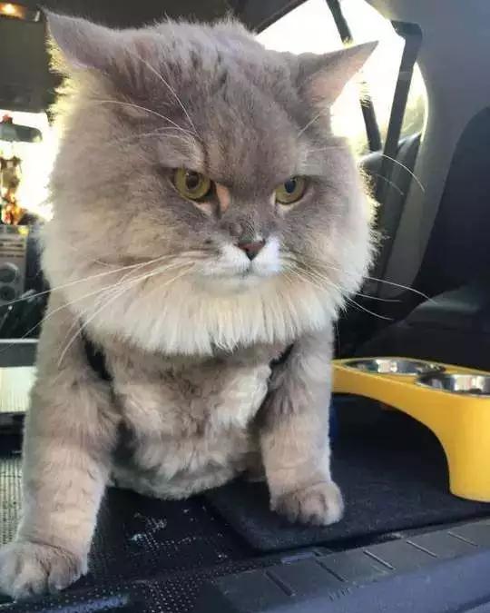 一只超霸气猫猫,因体型巨大,吸粉无数,一遇到水却