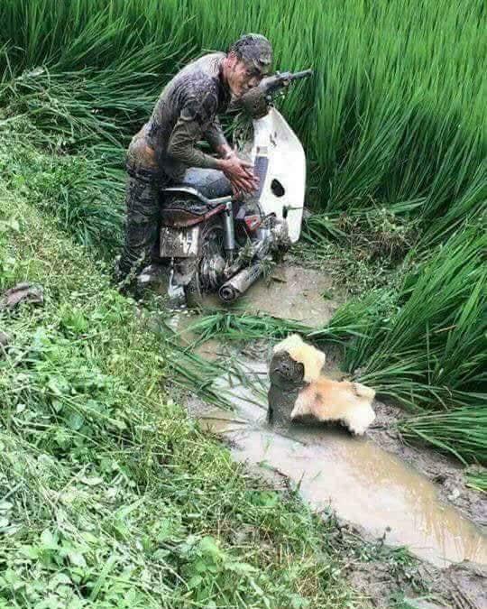 这张笑喷众多铲屎官的图,原来出处在这里~