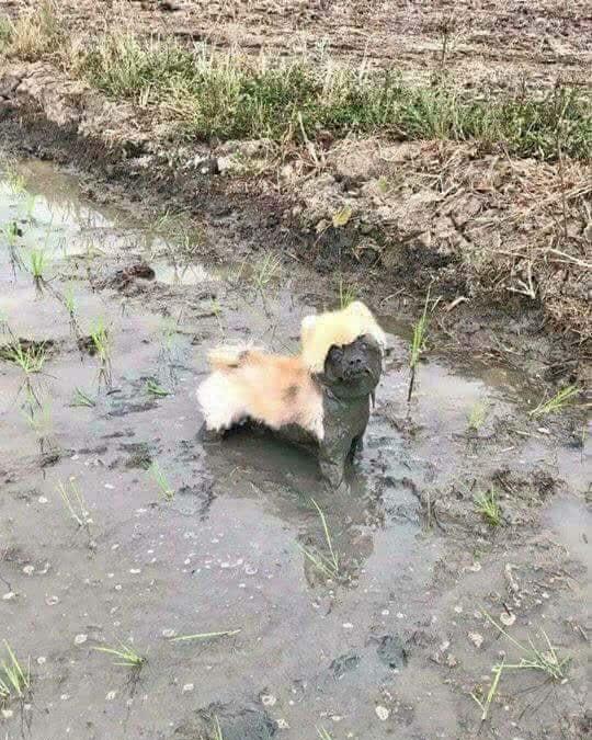 这张笑喷众多铲屎官的图,原来出处在这里~