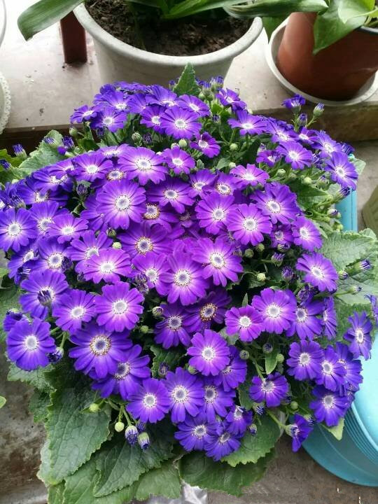 瓜叶菊,别名富贵菊,黄瓜花等,是菊科瓜叶菊属多年生草本植物,因其