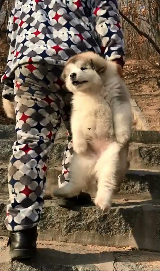 第一次看到穿着睡衣拎着狗爬山的男人,大哥有故事啊