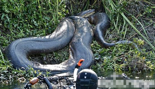 盘点全球三大罕见怪兽,第二个竟以鳄鱼为食,最
