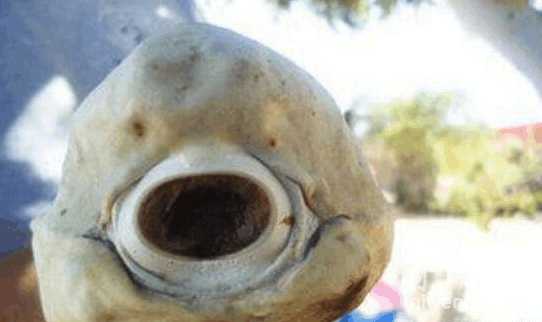 世界上罕见的独眼鲨鱼仅剩不到50条