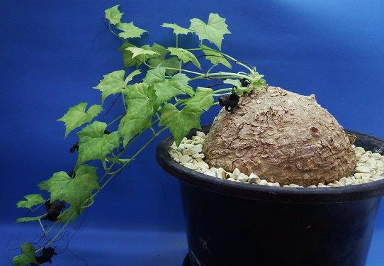 日本园艺块根植物大赏这些多肉植物能掏空你的口袋