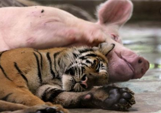 老虎从小就认猪当妈,长大后饲养员看到这样的一幕,不