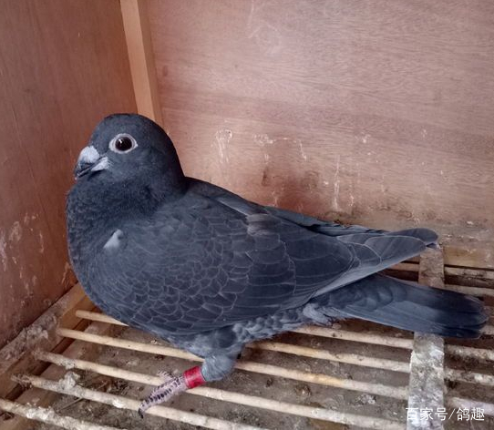 新手如何区分草鸽信鸽跟肉鸽？