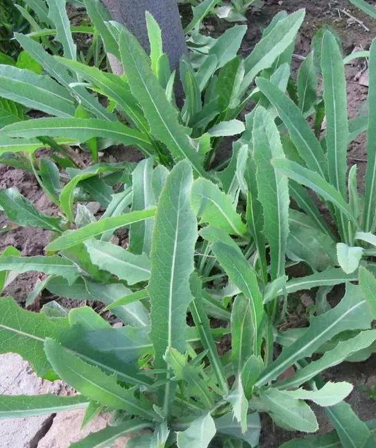 春节吃腻了大鱼大肉,现在初春已到,不如尝尝这些野菜