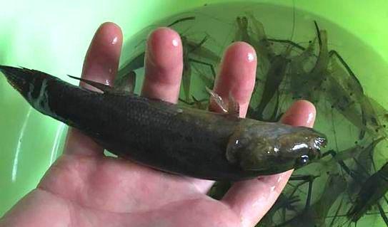 农村小伙在河里下地笼,抓到一盆鱼虾,却不敢吃