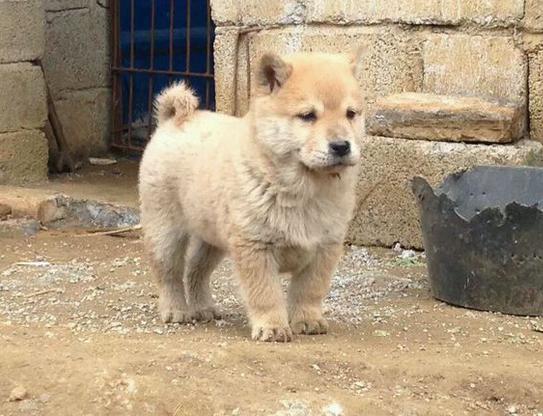 在广西看到的土猎幼犬,小时候肥嘟嘟的长大了之后却异常凶猛