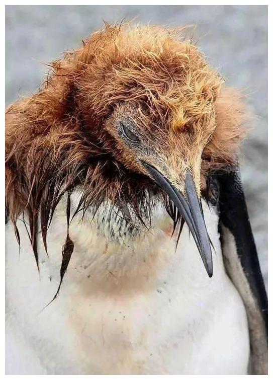 几万只企鹅宝宝同时褪毛,可怜的海狮,眼神中透