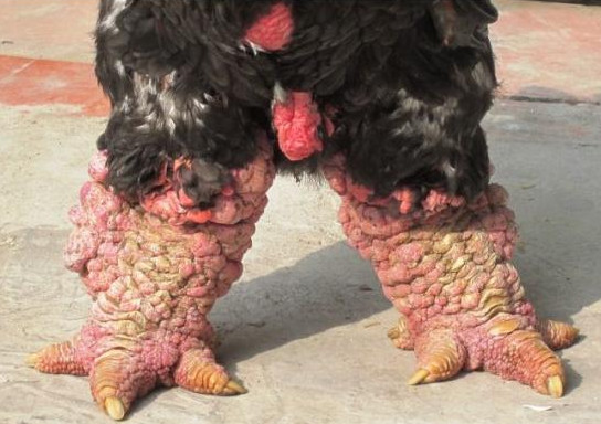 男子发现村里人养的鸡长着怪异的脚，村民们的解释让他恍然大悟！