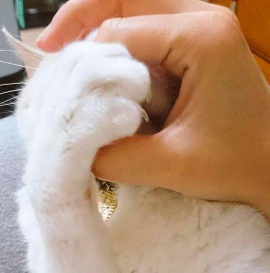 猫奴开发的新式撸猫姿势:猫咪看到ok手势居然会这样