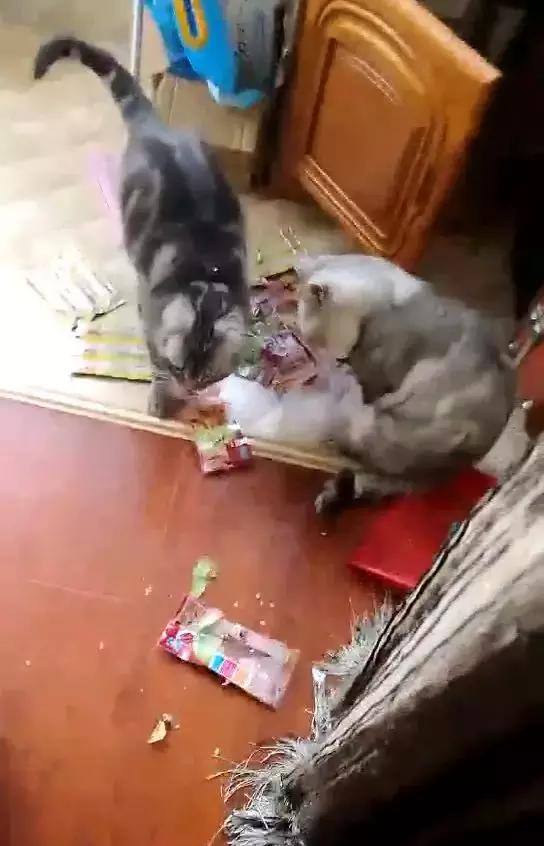 猫咪偷吃零食被抓现场,毫无悔意继续淡定大口嚼