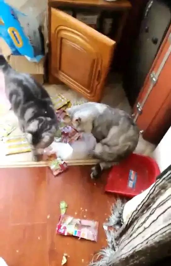 猫咪偷吃零食被抓现场,毫无悔意继续淡定大口嚼