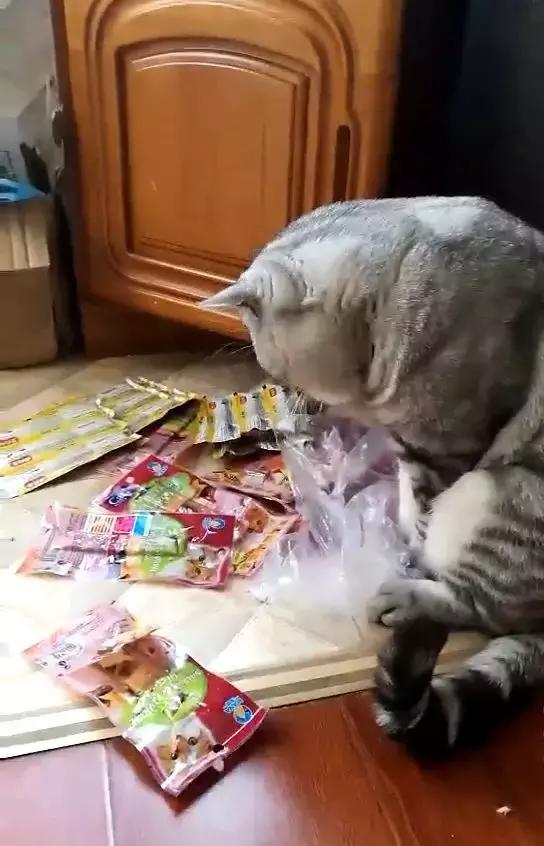 猫咪偷吃零食被抓现场,毫无悔意继续淡定大口嚼