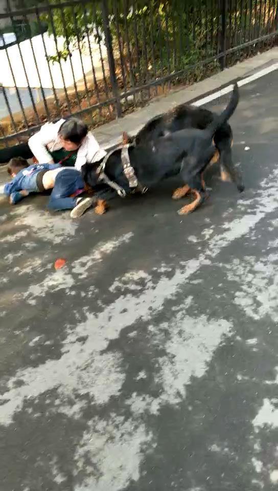 两条狼狗撕咬老人和男童 湖南耒阳警方:不是警犬