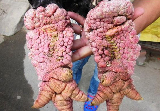 男子发现村里人养的鸡长着怪异的脚，村民们的解释让他恍然大悟！