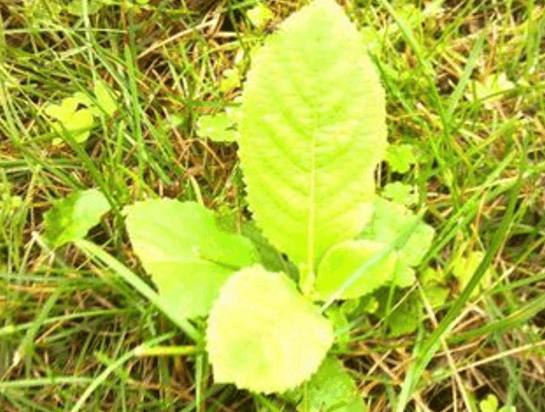 路边有这样的一种,你绝对不知道的秘密