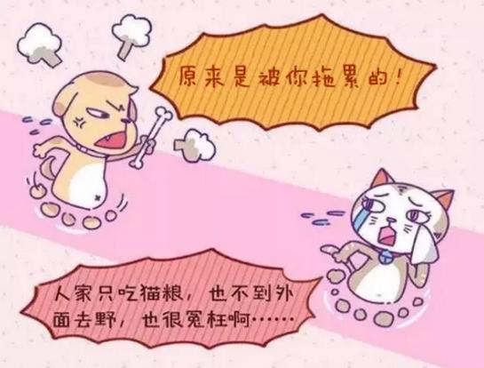 怀孕感染弓形虫 家养宠物是祸根?