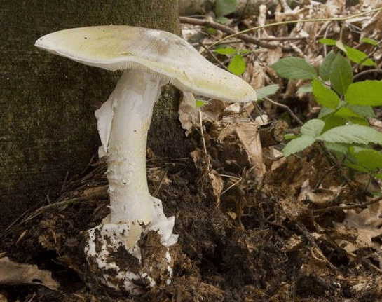 世界上最毒的真菌, 名叫死亡帽, 只需要一口就