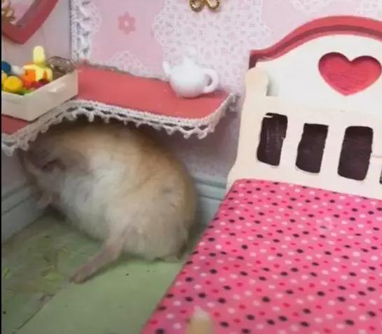 仓鼠看见猫咪闯进自己闺房吓到赶紧装死,演技真好