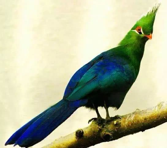 冠蕉鹃|鸟类|羽冠|色彩