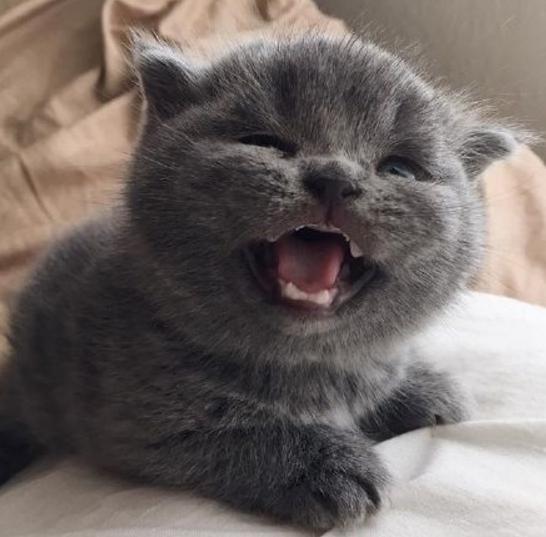 蓝猫生了5只小奶猫,朋友看到其中一只,瞬间狂笑不止!