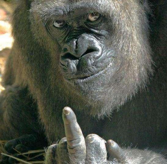 银背大猩猩的实力如何?能一拳打死狮子老虎