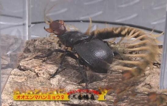 地球上最大的食肉甲虫,轻松秒杀蝎子蜈蚣,堪称非洲杀戮机器|大王|虎甲