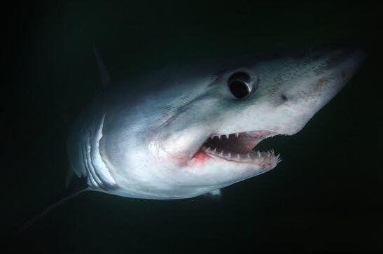 地球上3大最凶猛的鼠鲨科鲨鱼,会无缘无故发起致命袭击