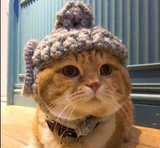 猫咪上街戴帽子被围观,路人一看瞬间笑喷:这帽子一定是奶奶织的