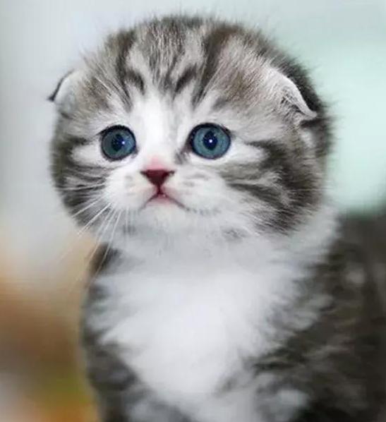 最萌猫咪排行榜苏格兰折耳猫